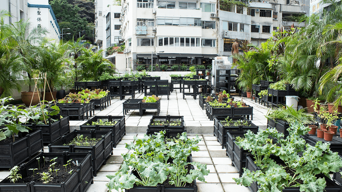 Use Rooftops for Urban Farming in Sham Shui Po